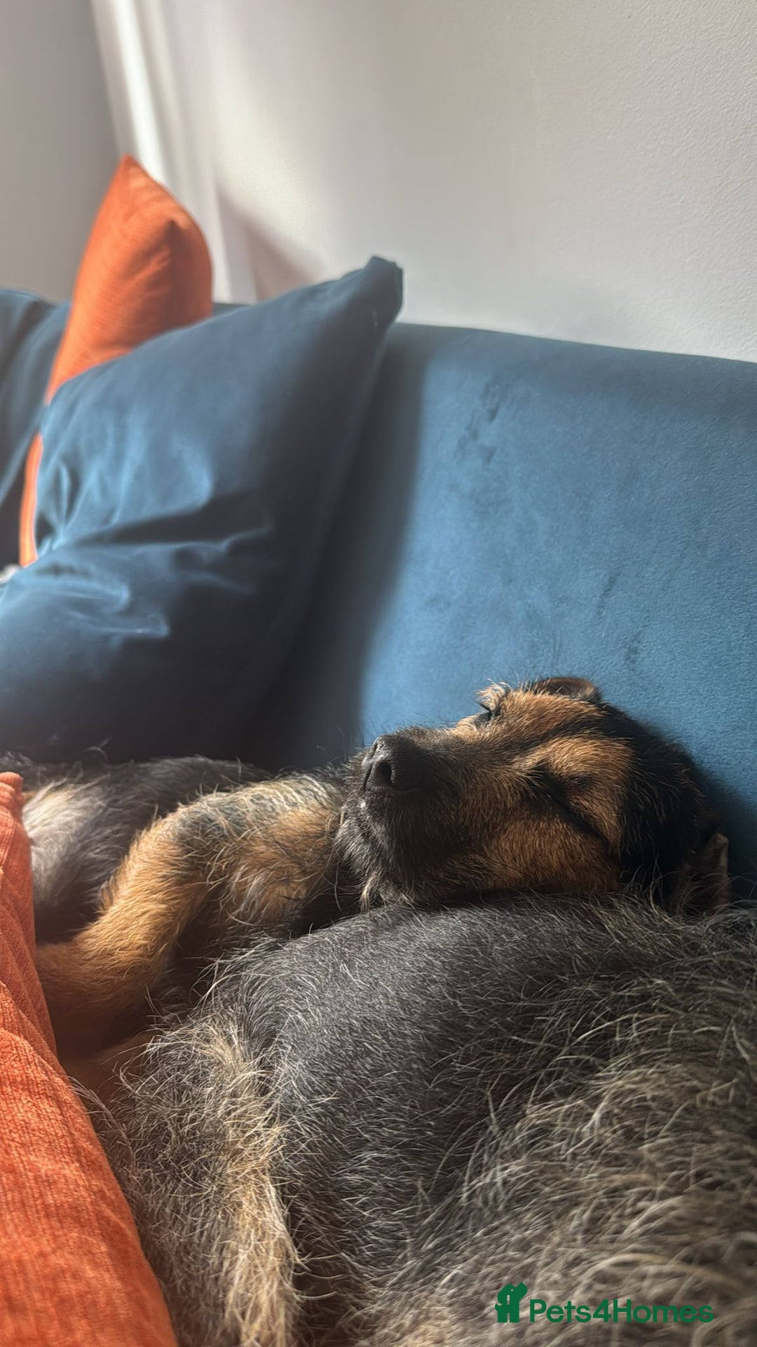 Border Terrier dogs for sale: All the hard work completed  - Image 3
