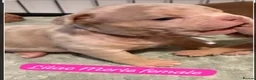 American Bully dogs for sale: Lucci vs Gr CH McLovin pups  - Advert 18