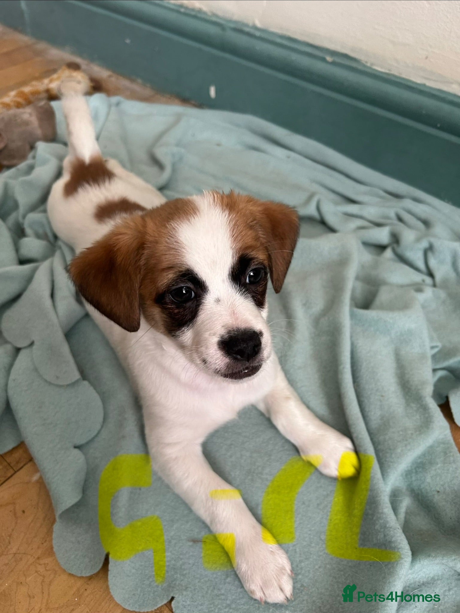 Mixed Breed dogs Zuchon  3 male 3 female  - Advert 2