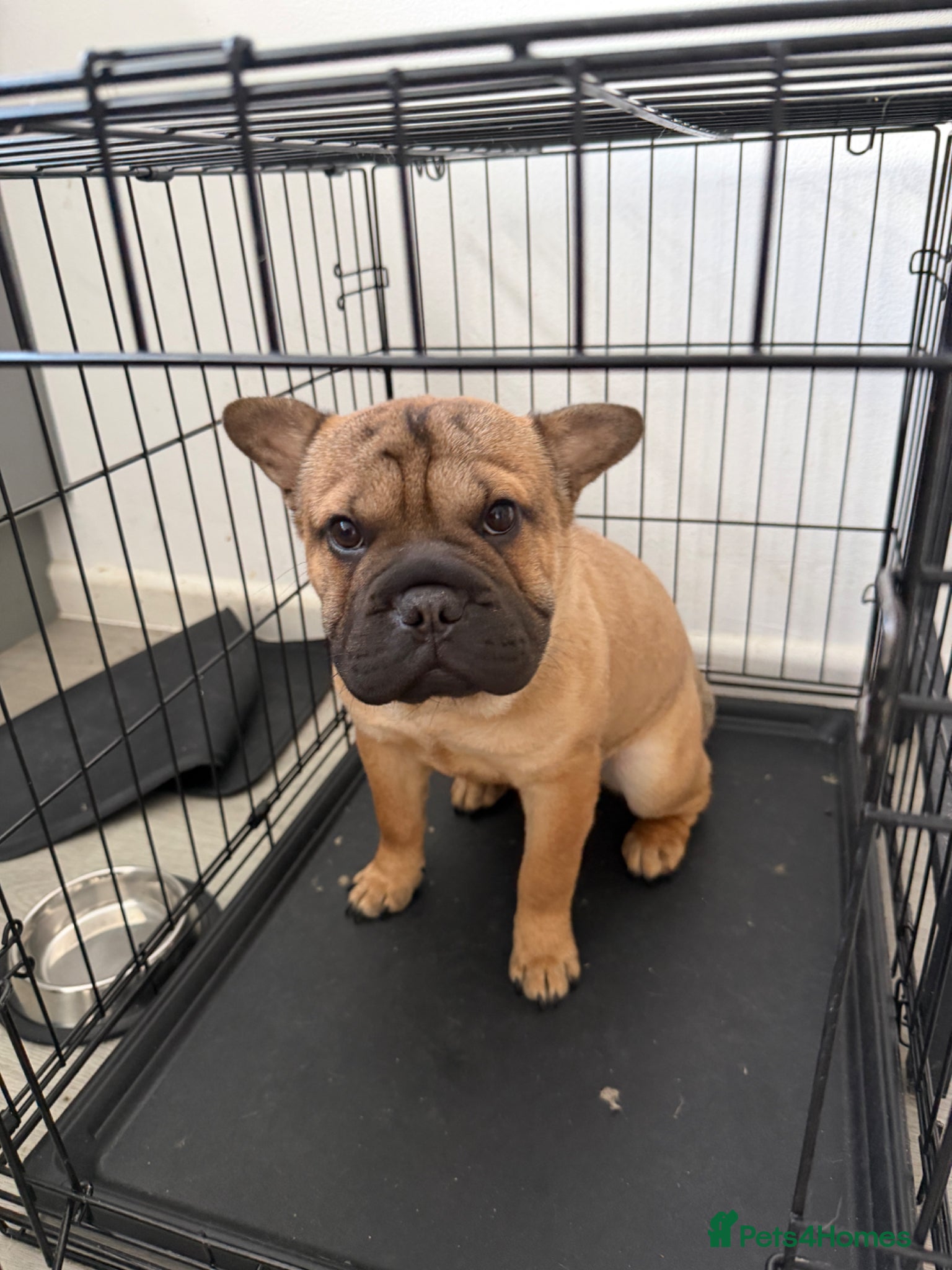 Mixed Breed dogs French Bull + Sharpei - Advert 3