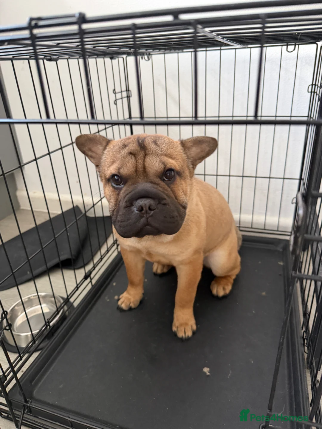 Mixed Breed dogs for sale: French Bull + Sharpei in Birmingham - Advert 1