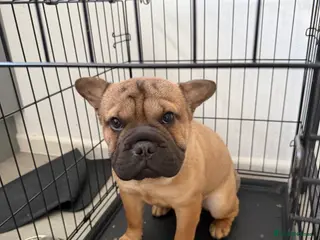Mixed Breed dogs French Bull + Sharpei - Advert 2