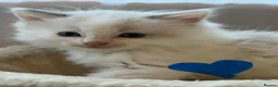 Ragdoll cats for sale: 5 Adorable male Ragdoll kittens for sale - Advert 6