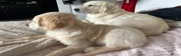 Golden Retriever dogs for sale: Golden retriever puppy  - Advert 4