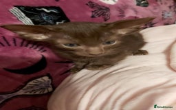 Oriental cats for sale: Full Pedigree Oriental 1 Kitten XL size ears GCCF - Advert 34