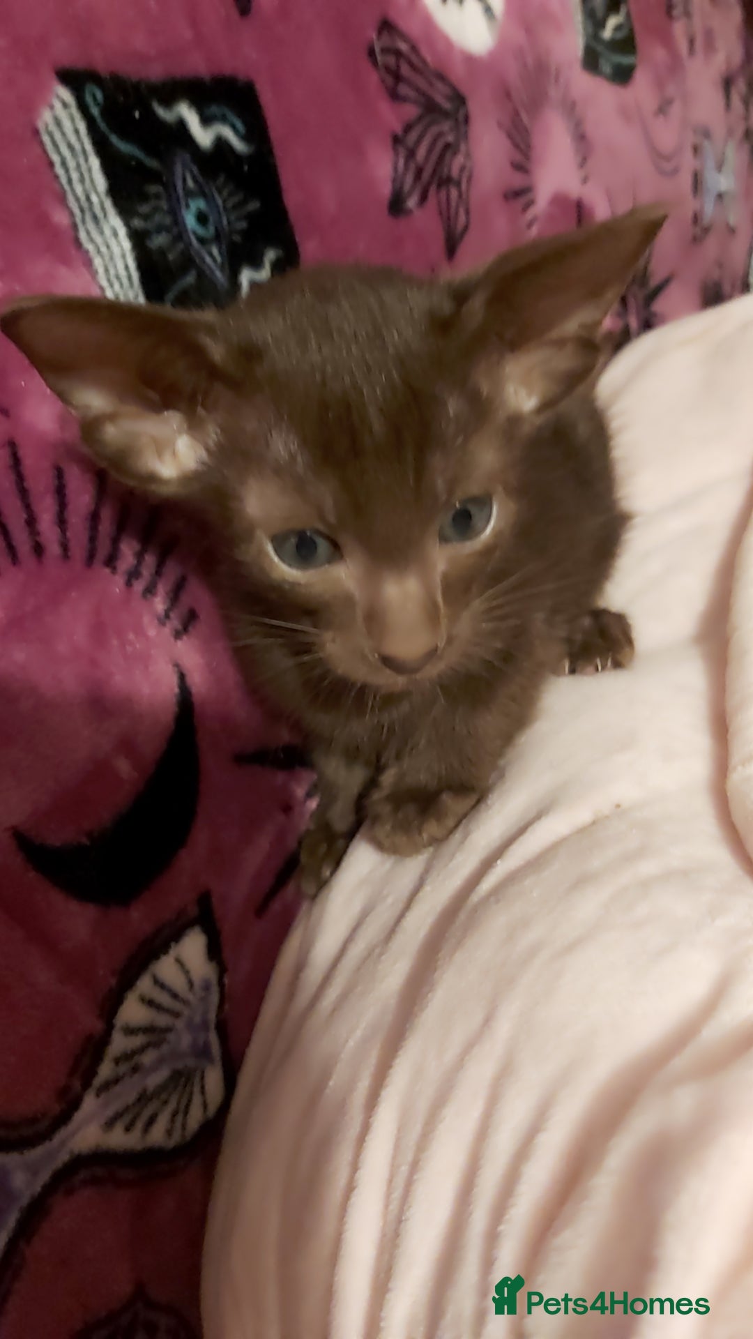 Oriental cats for sale: Full Pedigree Oriental 1 Kitten XL size ears GCCF - Advert 34