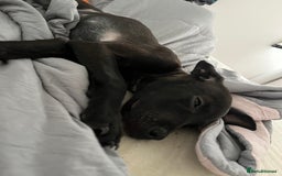 Mixed Breed dogs for sale: Little zeni - Image 3