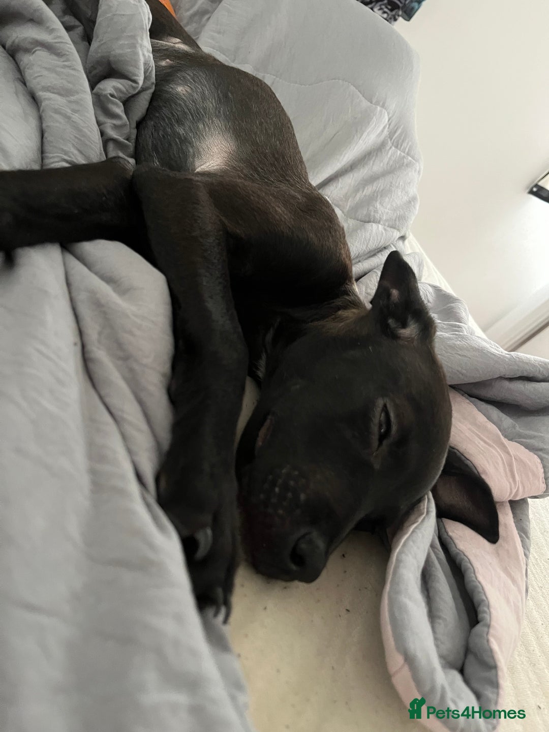 Mixed Breed dogs for sale: Little zeni - Image 3