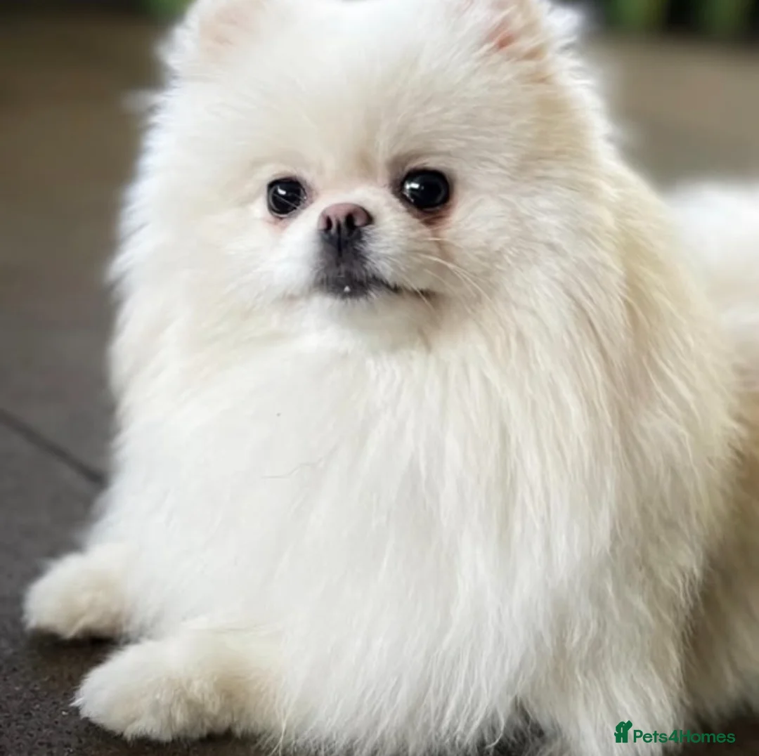 Pomeranian dogs for sale: Beautiful three years old female Pomeranian - Advert 4