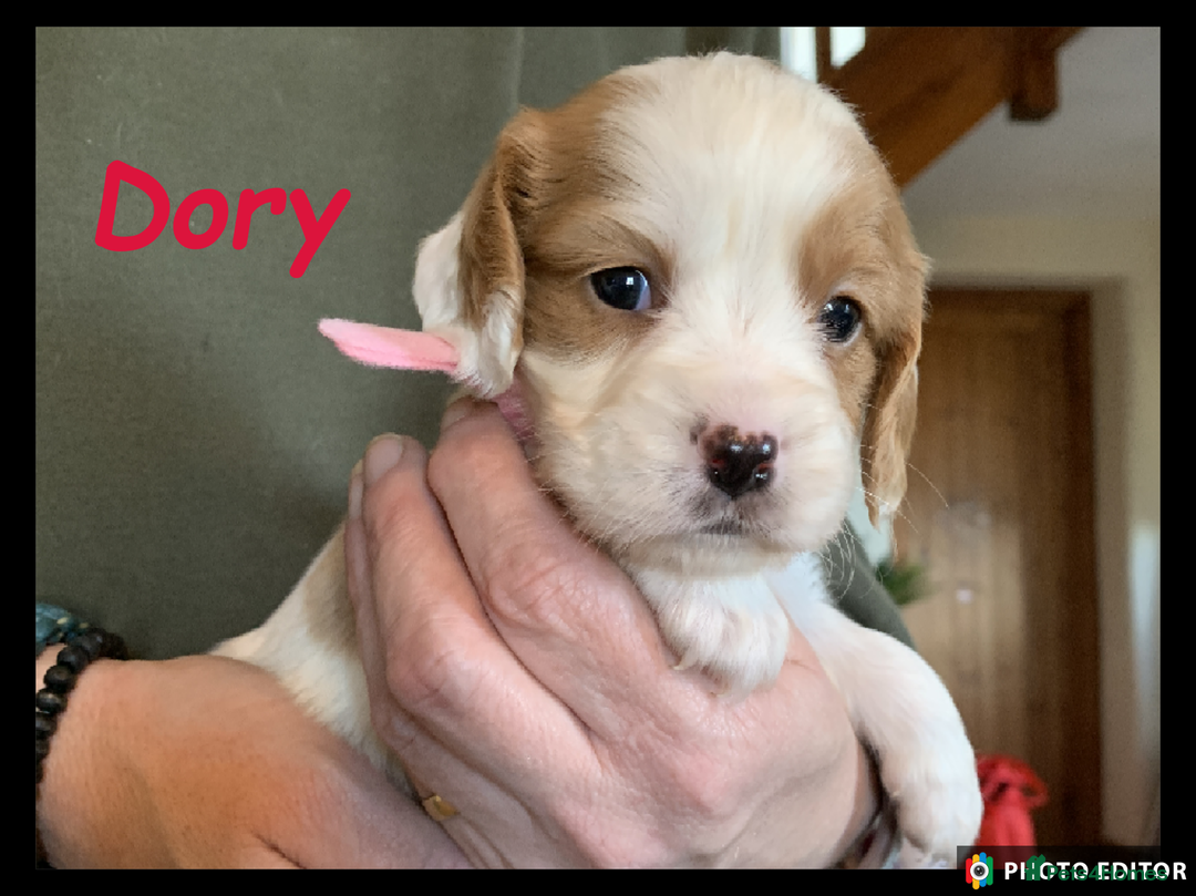 Cockalier dogs for sale: Beautiful Cockalier Pups – Loving Homes Await - Advert 23