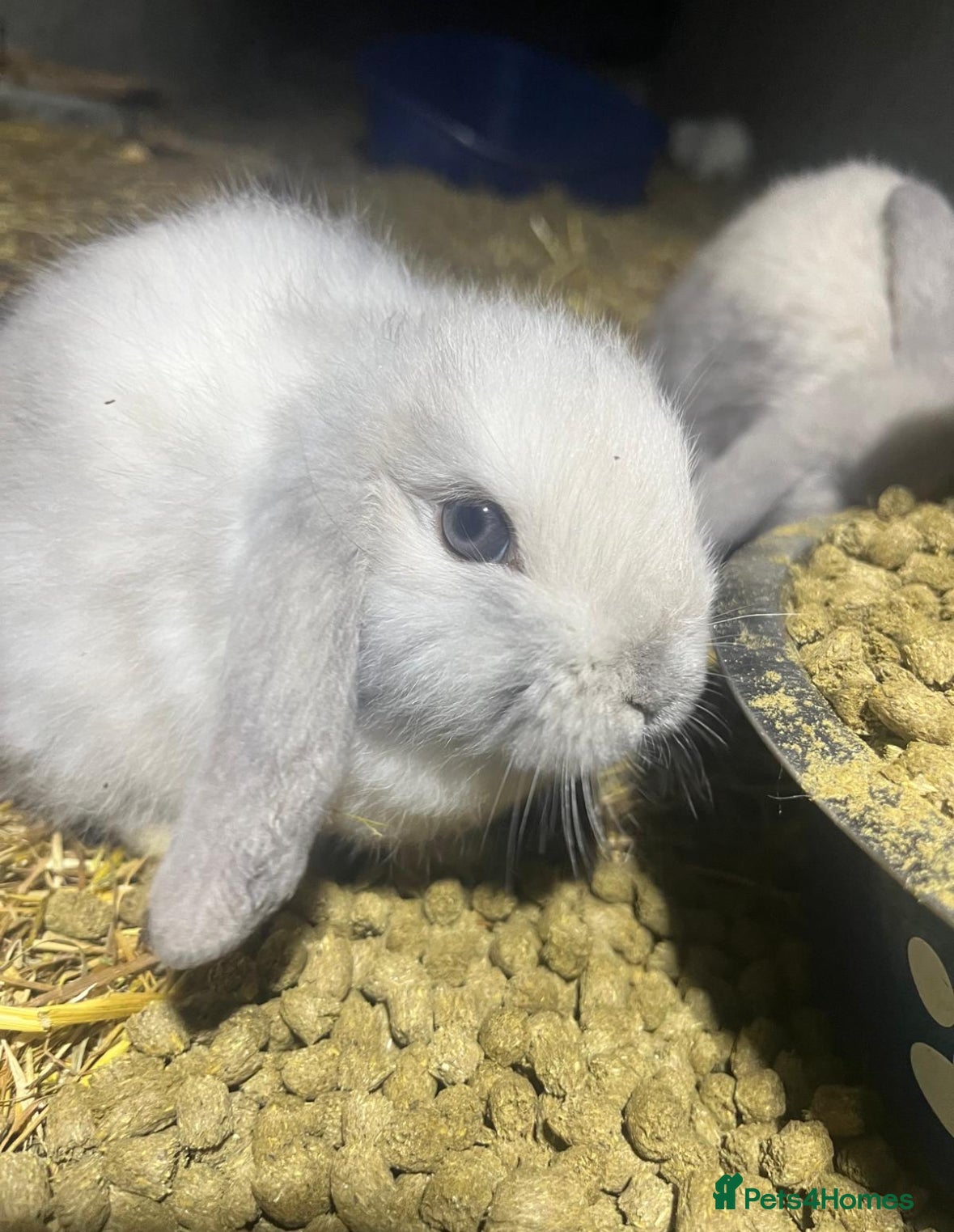 Mini Lop rabbits beautiful baby mini lops - mixed sex litter - Advert 4