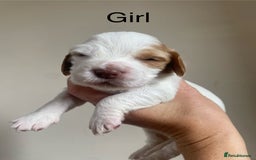 Cocker Spaniel dogs for sale: Cocker spaniel puppies for sale  - Image 9