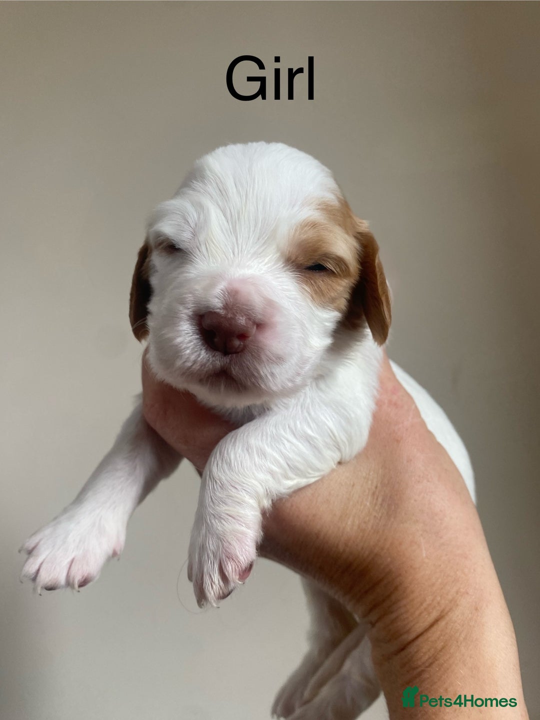 Cocker Spaniel dogs for sale: Cocker spaniel puppies for sale  - Image 9