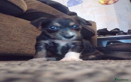 Mixed Breed dogs for sale: Stunning litter of 8 - Image 18