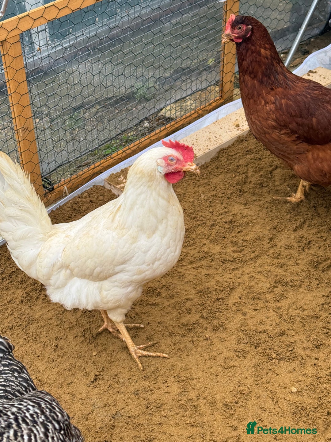 Chickens poultry for sale: Point of lay hens available  - Advert 3