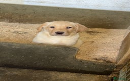 Labrador Retriever dogs for sale: 1 yellow GIRL LEFT KC reg LABRADOR PUPS - Image 2