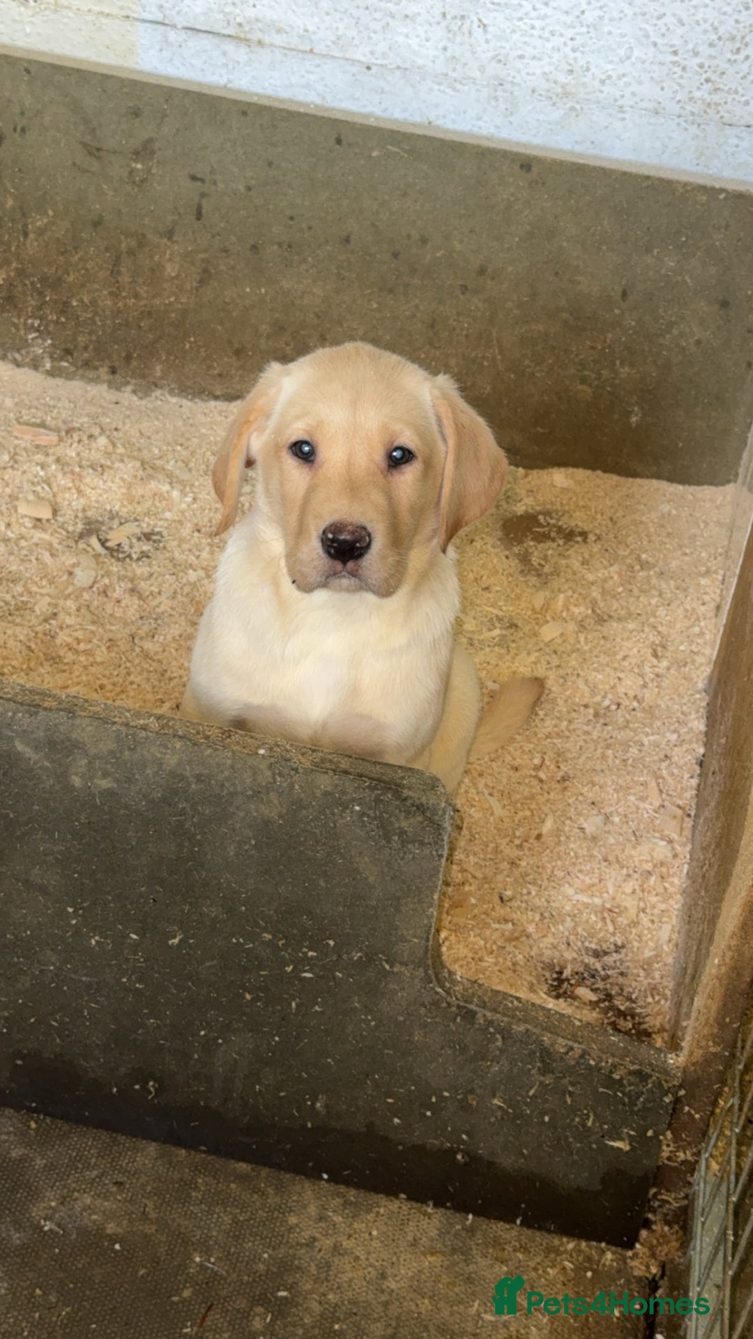 Labrador Retriever dogs for sale: 1 yellow GIRL LEFT KC reg LABRADOR PUPS - Image 2