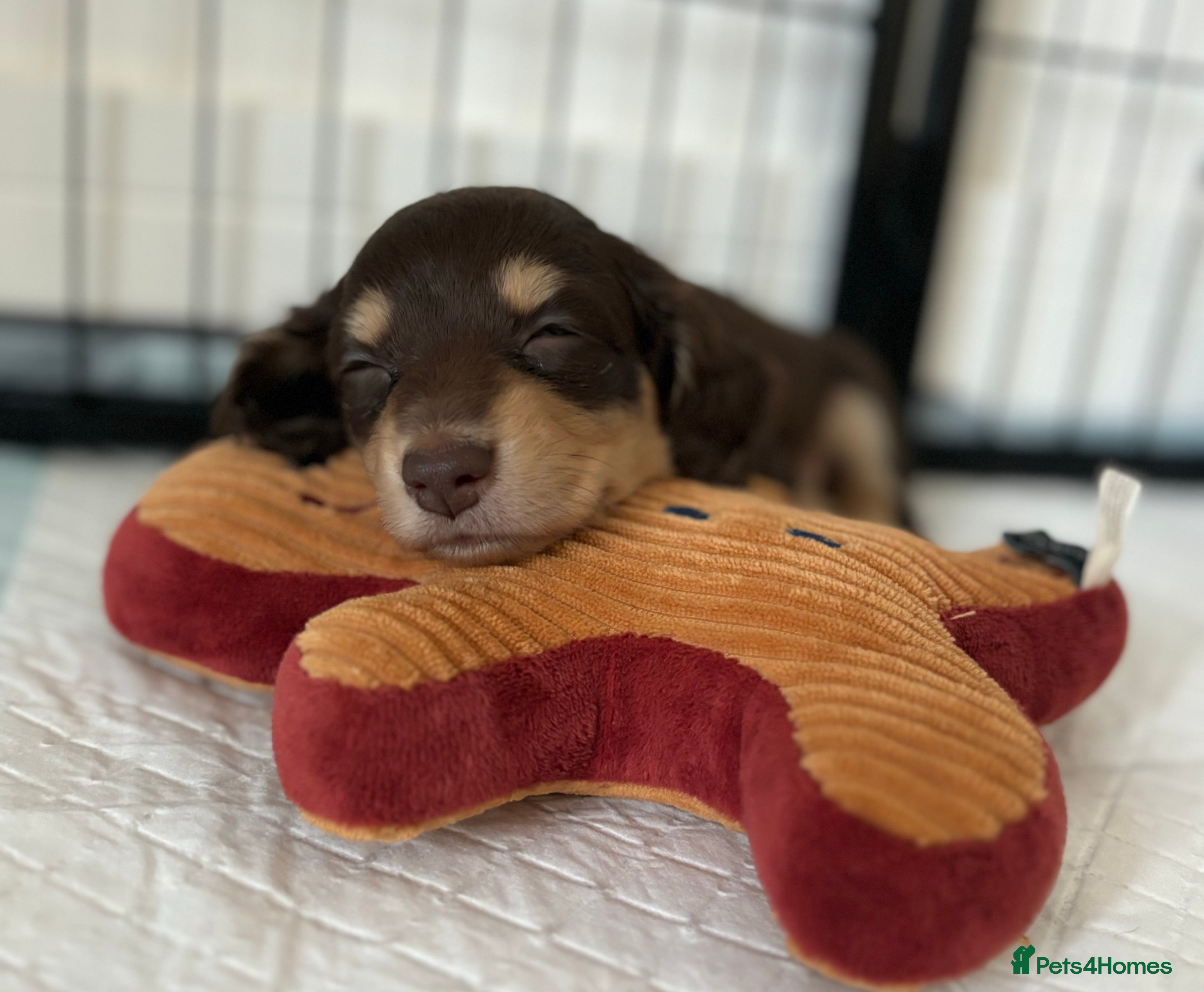 Miniature Dachshund dogs  ✨ Miniature Long Haired Dachshund Puppy ✨ - Advert 1