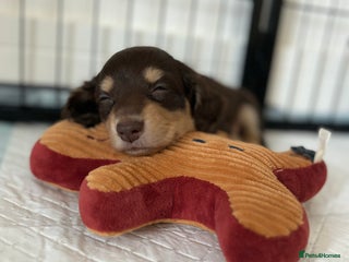 Miniature Dachshund dogs ✨ Miniature Long Haired Dachshund Puppy ✨ - Advert 1