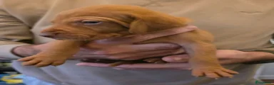 Hungarian Vizsla - Grey