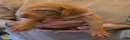 Hungarian Vizsla dogs for sale: Hungarian Vizsla Puppies  - Advert 11