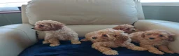 Cavapoo dogs for sale: F1B generation mini cavapoo puppies - Advert 3