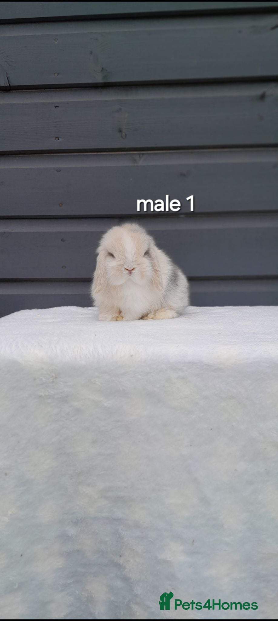Mini Lop rabbits Purebred mini lop bunnies  - Advert 1