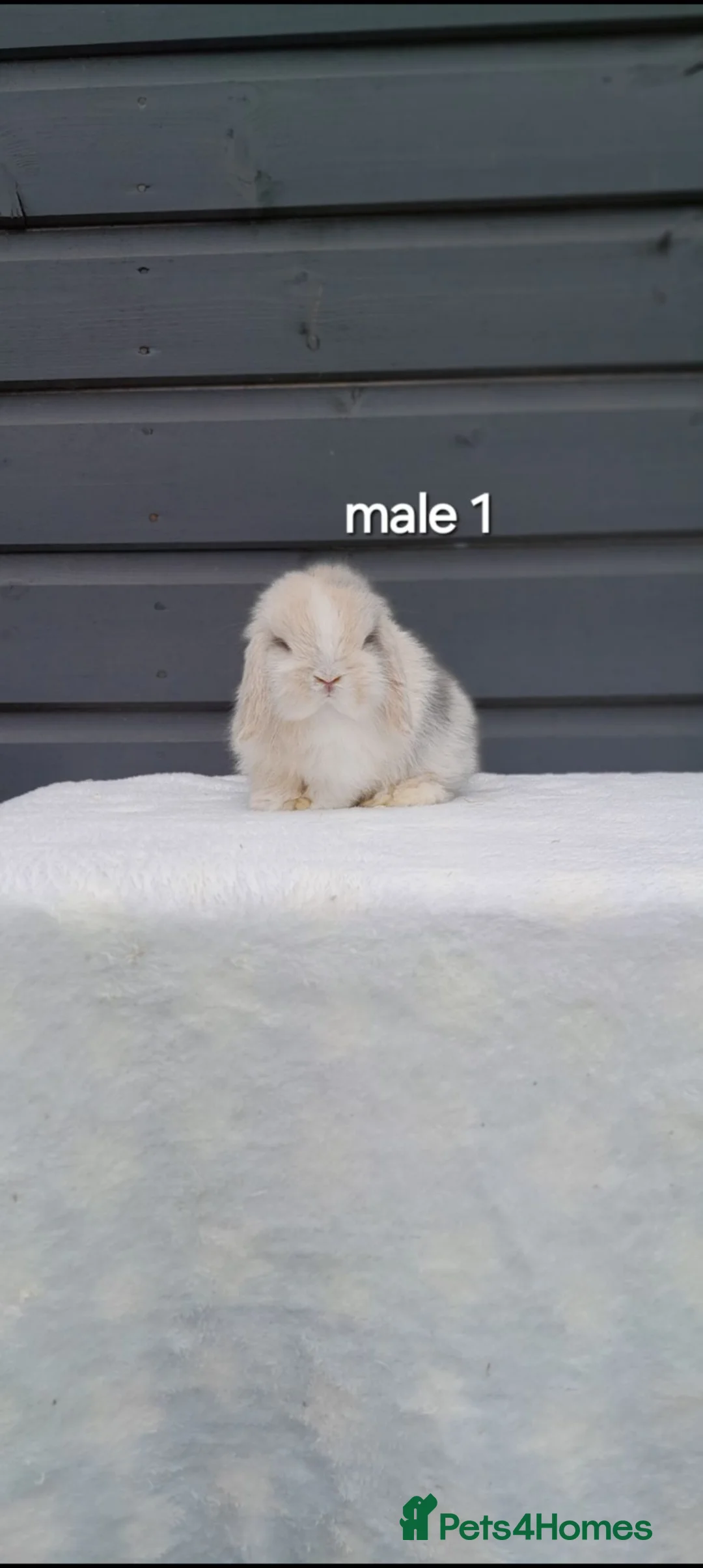 Mini Lop rabbits for sale: Purebred mini lop bunnies  - Advert 1