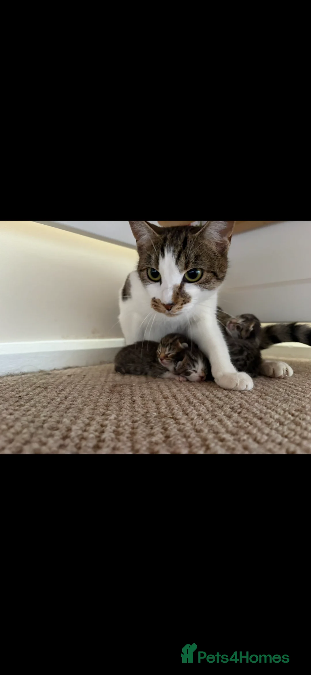Mixed Breed cats for sale: 1 boy Kitten Left - Advert 2