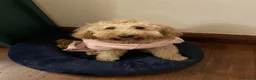 Cockapoo dogs for sale: Rosie 🐾 🩷 - Advert 5
