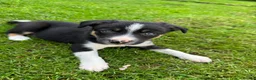 Border Collie dogs for sale: Border collie pups ready to leave now - Advert 18