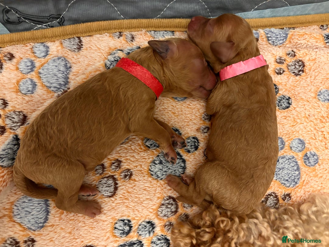 Miniature Poodle dogs for sale: **All Reserved** Stunning Deep Red Mini Poodle - Advert 14