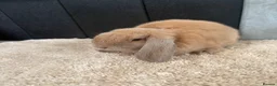 Mini Lop rabbits for sale: Stunning bunnies  - Advert 3