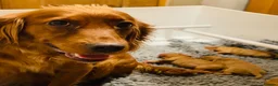 Cocker Spaniel dogs for sale: Issy & Finn Puppies  - Advert 3