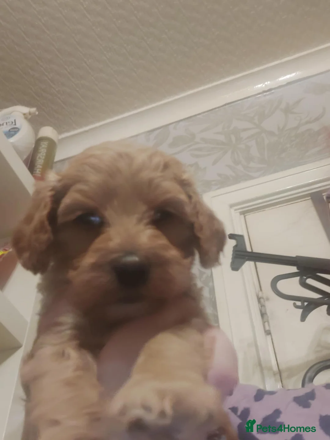 Cavapoo dogs for sale: Cavapoo pups  - Advert 1