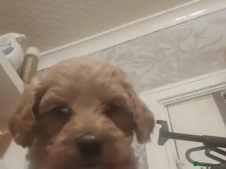 Cavapoo dogs Cavapoo pups - Advert 3