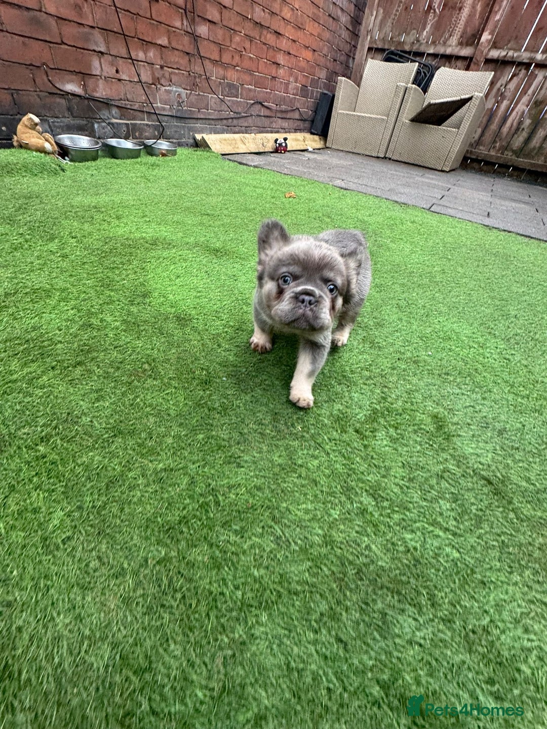 French Bulldog dogs for sale: Fluffy French bulldog 10wks old - Advert 1
