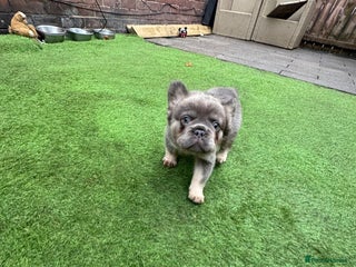 French Bulldog dogs Fluffy French bulldog 10wks old - Advert 7