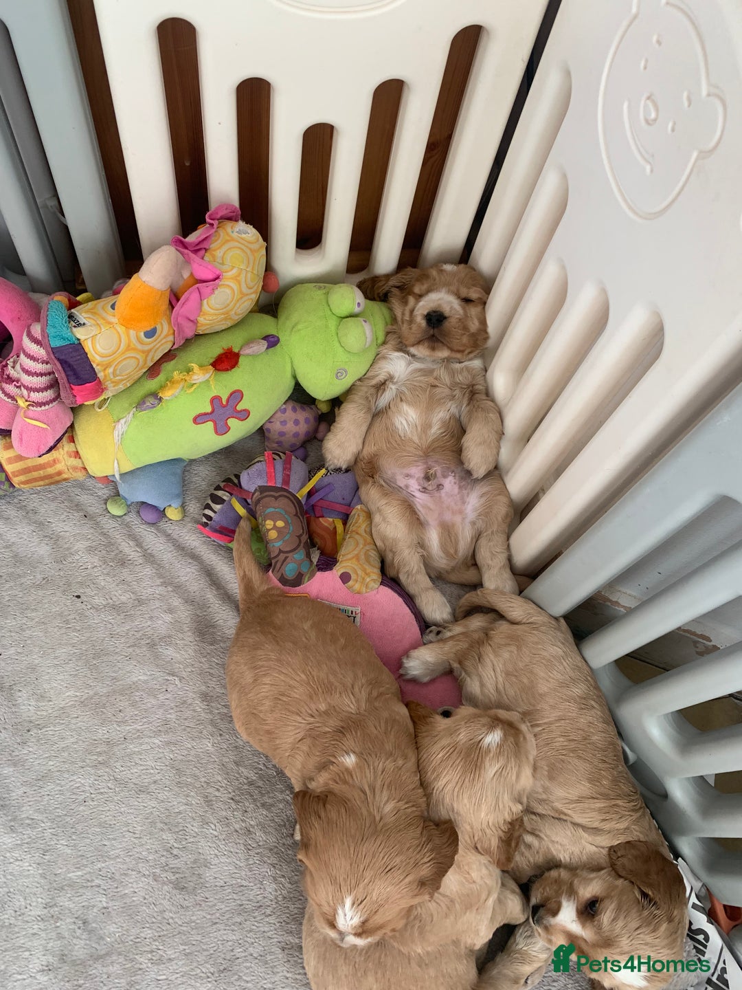 Cocker Spaniel dogs for sale: KC Registered Quality Show Type Cocker Puppies   - Advert 31