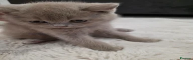 British Shorthair 2