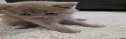 British Shorthair cats for sale: British shorthair kittens  - Advert 29