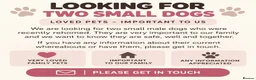 Yorkshire Terrier dogs for sale: MISSING DOGS IN LEEDS OR LIVERPOOL AREA  - Advert 1