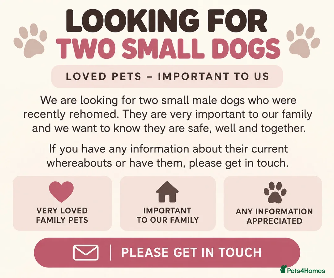 Yorkshire Terrier dogs for sale: MISSING DOGS IN LEEDS OR LIVERPOOL AREA  - Advert 1