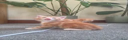 Mixed Breed cats for sale: Gorgeous cuddly kittens  - Advert 5