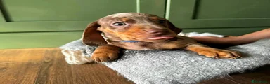 Dachshund 3