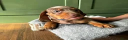 Dachshund dogs for sale: Stunning Standard Datchhound puppies    - Advert 14