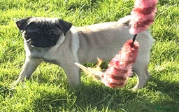 Pug dogs for sale: 2 beautiful female Pug puppies - Image 2