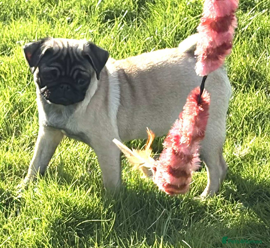 Pug dogs for sale: 2 beautiful female Pug puppies - Image 2