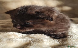 Maine Coon cats for sale: MAINE COONE KITTENS POLYDACTYL&NON POLYDACTYL   - Advert 34