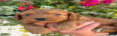 Cockapoo 7